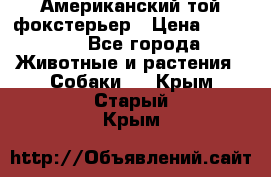 Американский той фокстерьер › Цена ­ 25 000 - Все города Животные и растения » Собаки   . Крым,Старый Крым